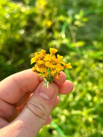 how to grow mexican tarragon