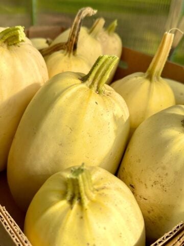 How to grow spaghetti squash