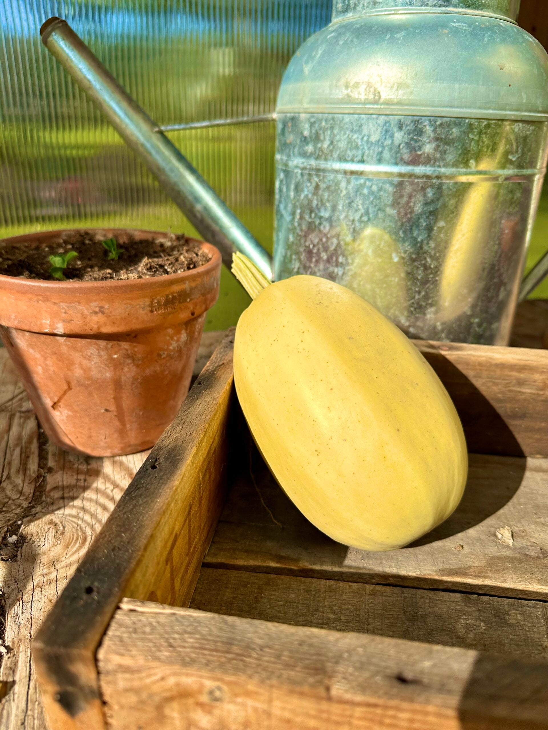 Mature spaghetti squash