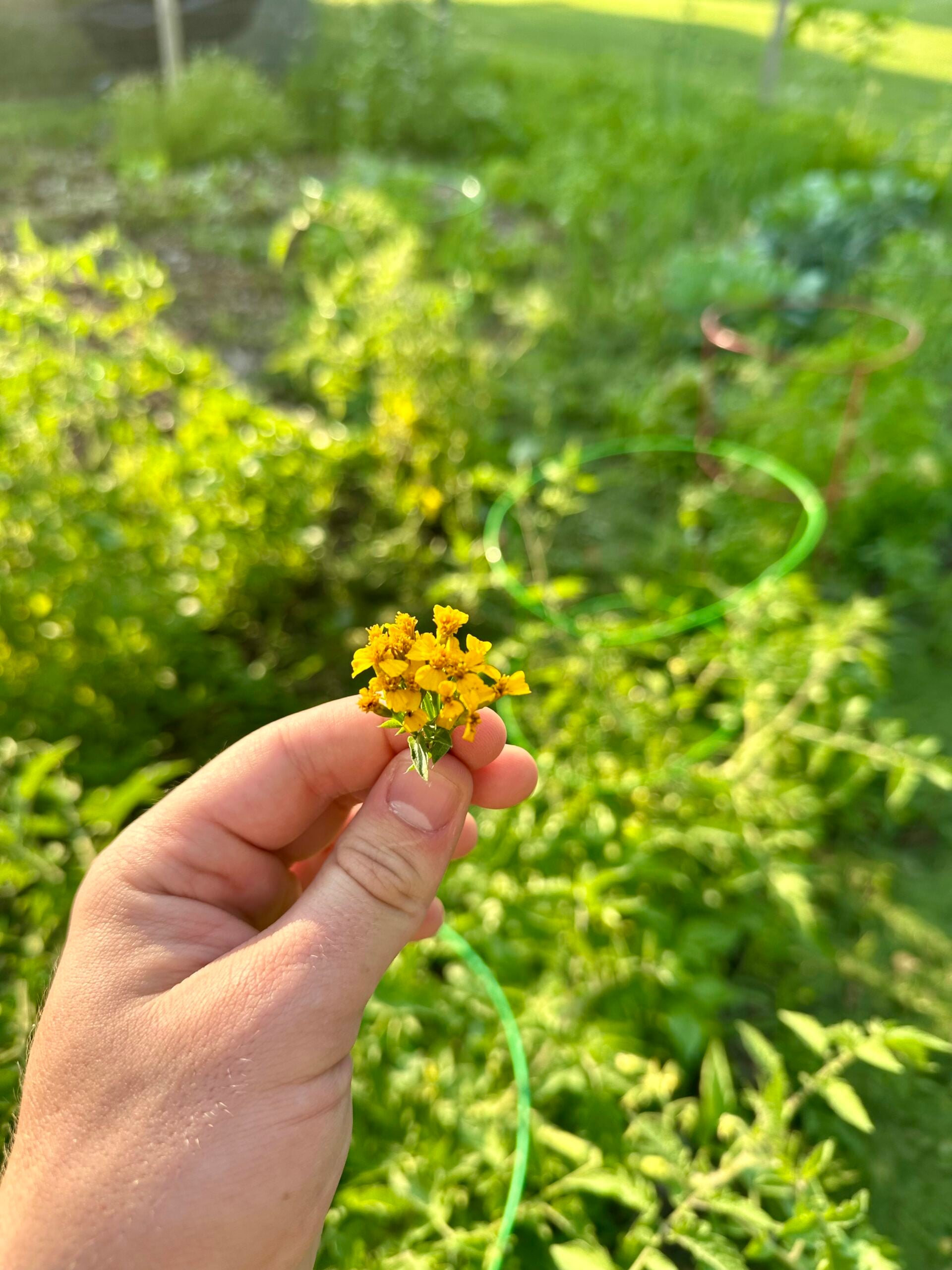 Mexican Tarragon Flowers