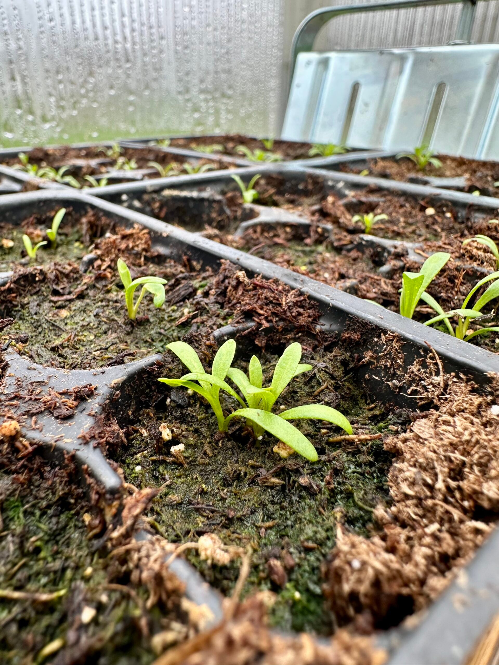 Mexican Tarragon Seedlings