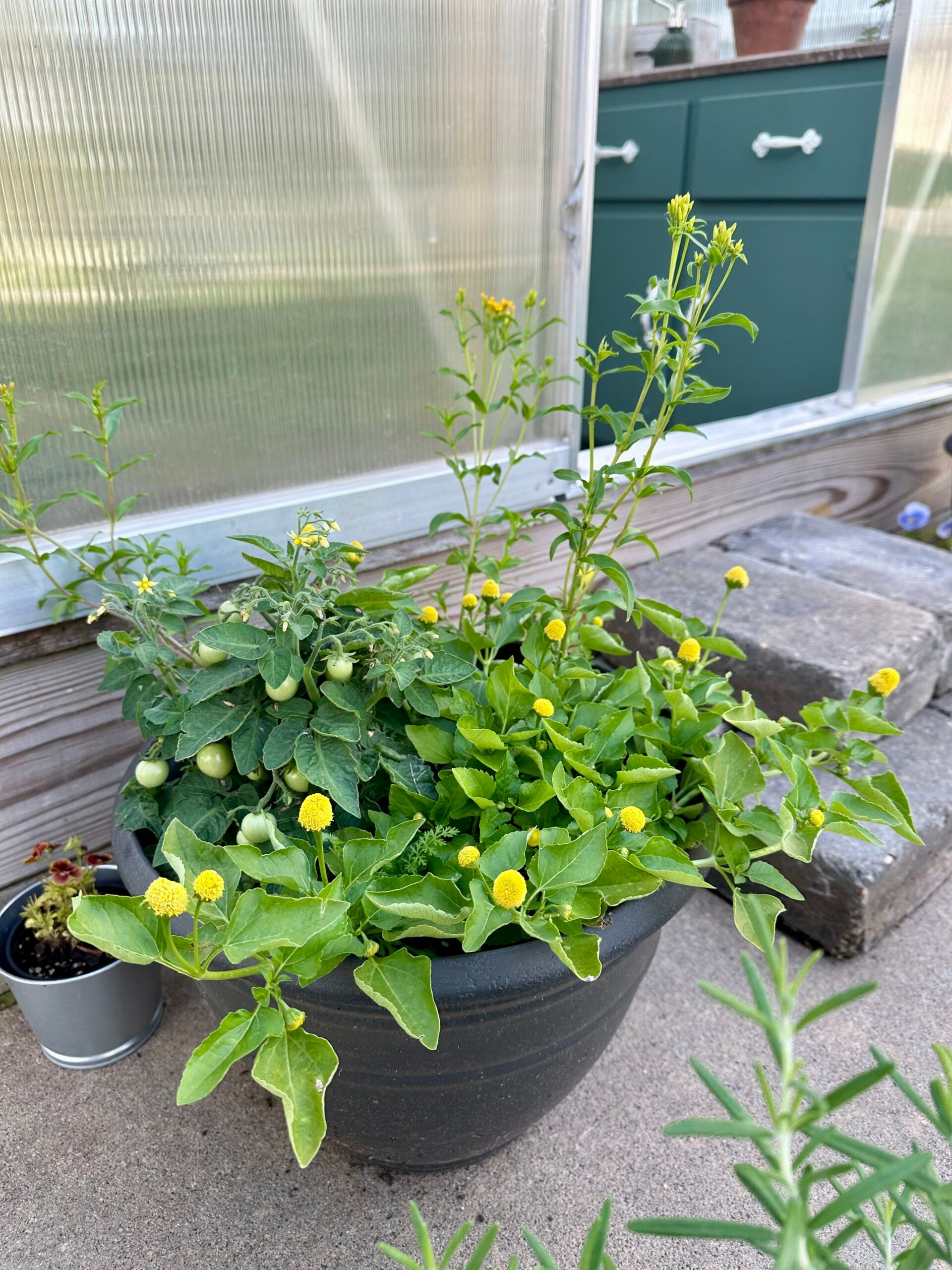 Planter with Mexican Tarragon