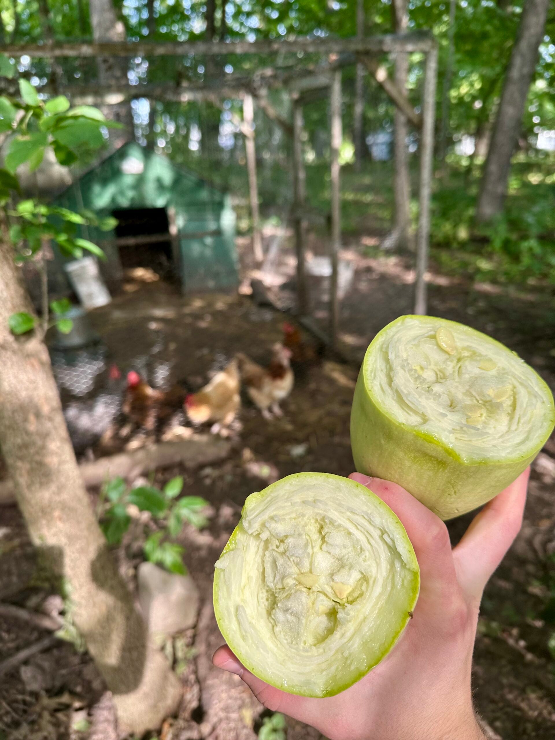 Young spaghetti squash cut open