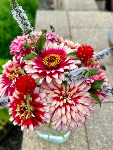 best heirloom flower seeds to grow