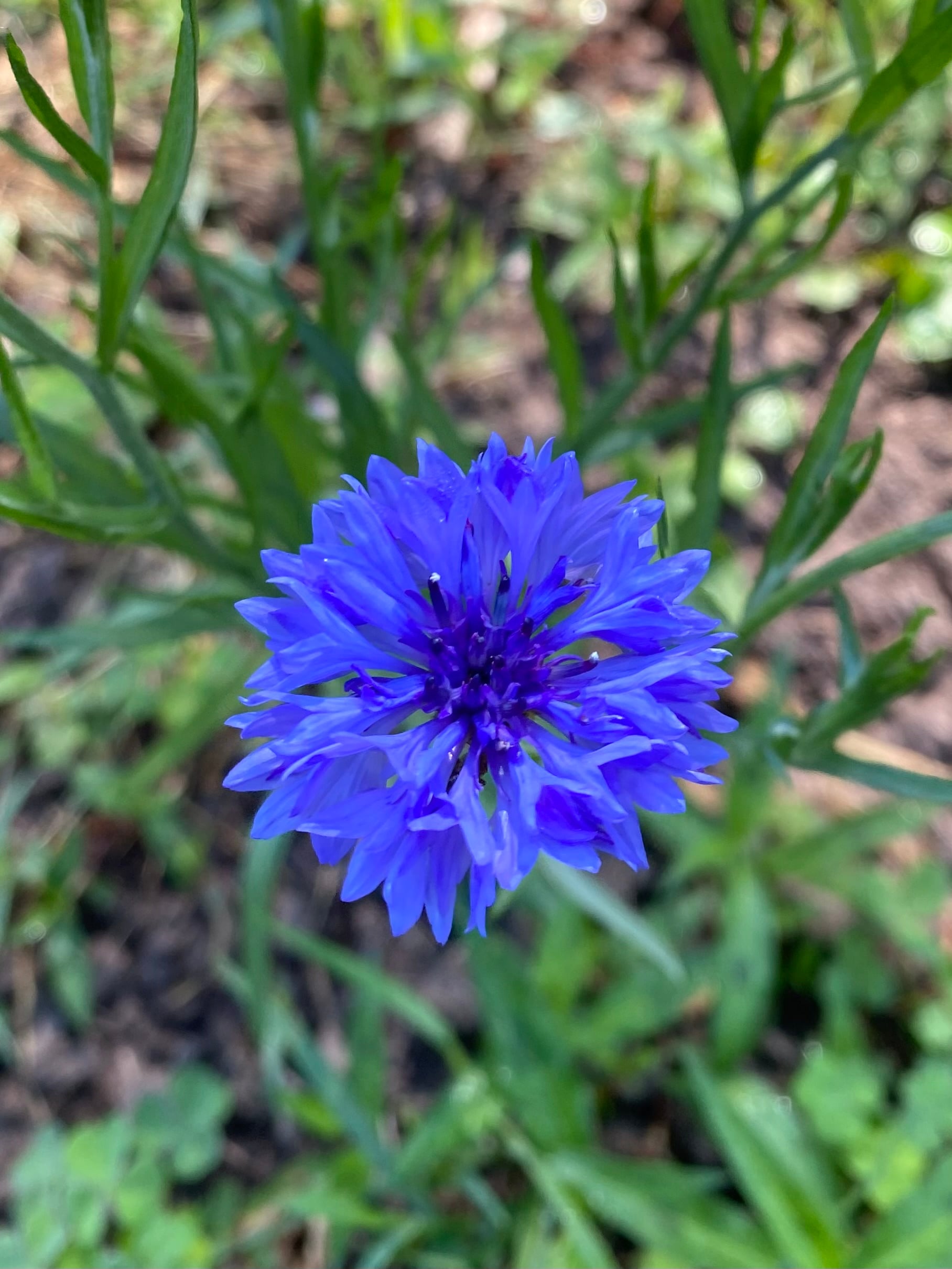 Blue bachelor button flower