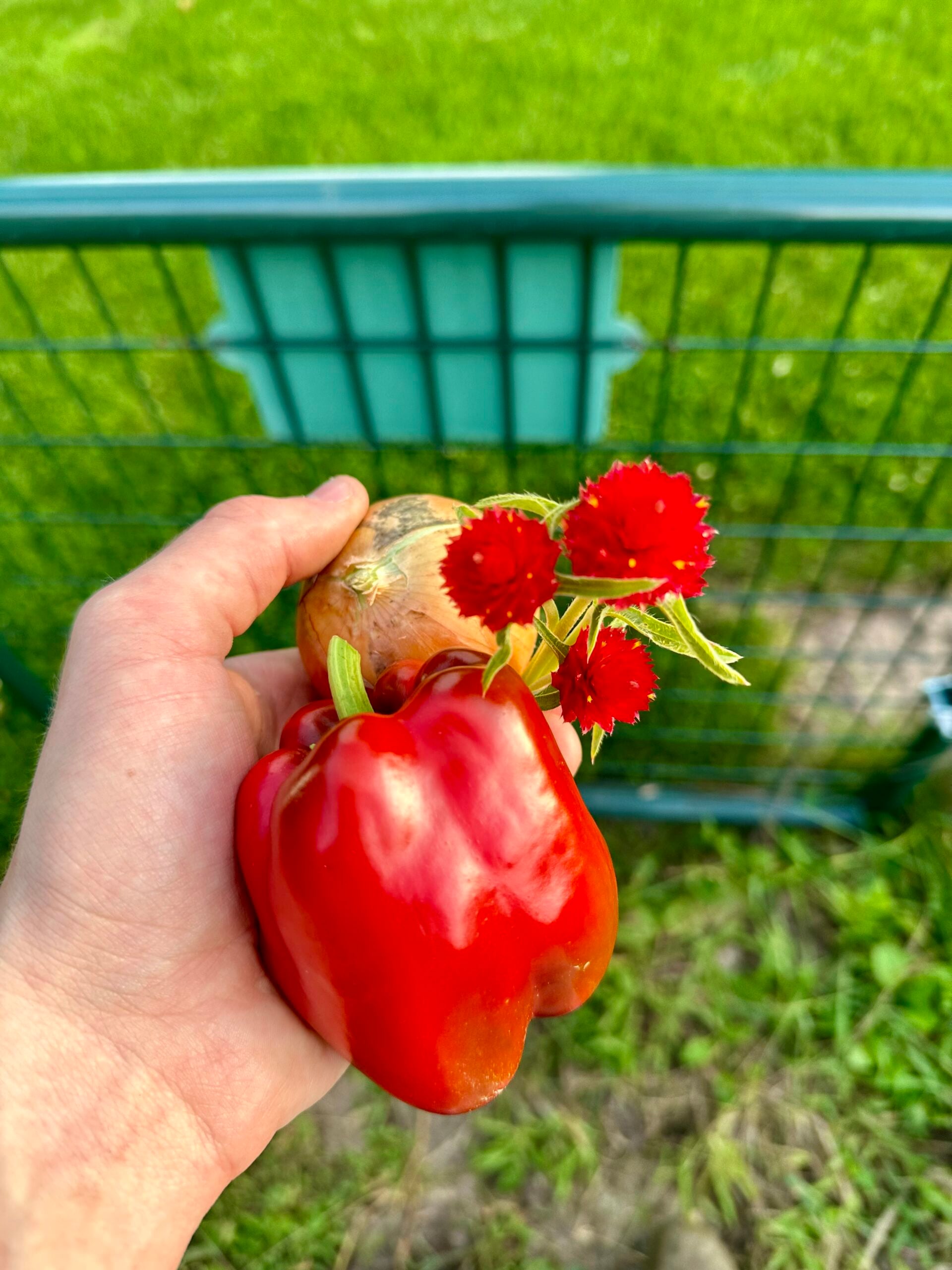 Red gomphrena flowers among vegetables