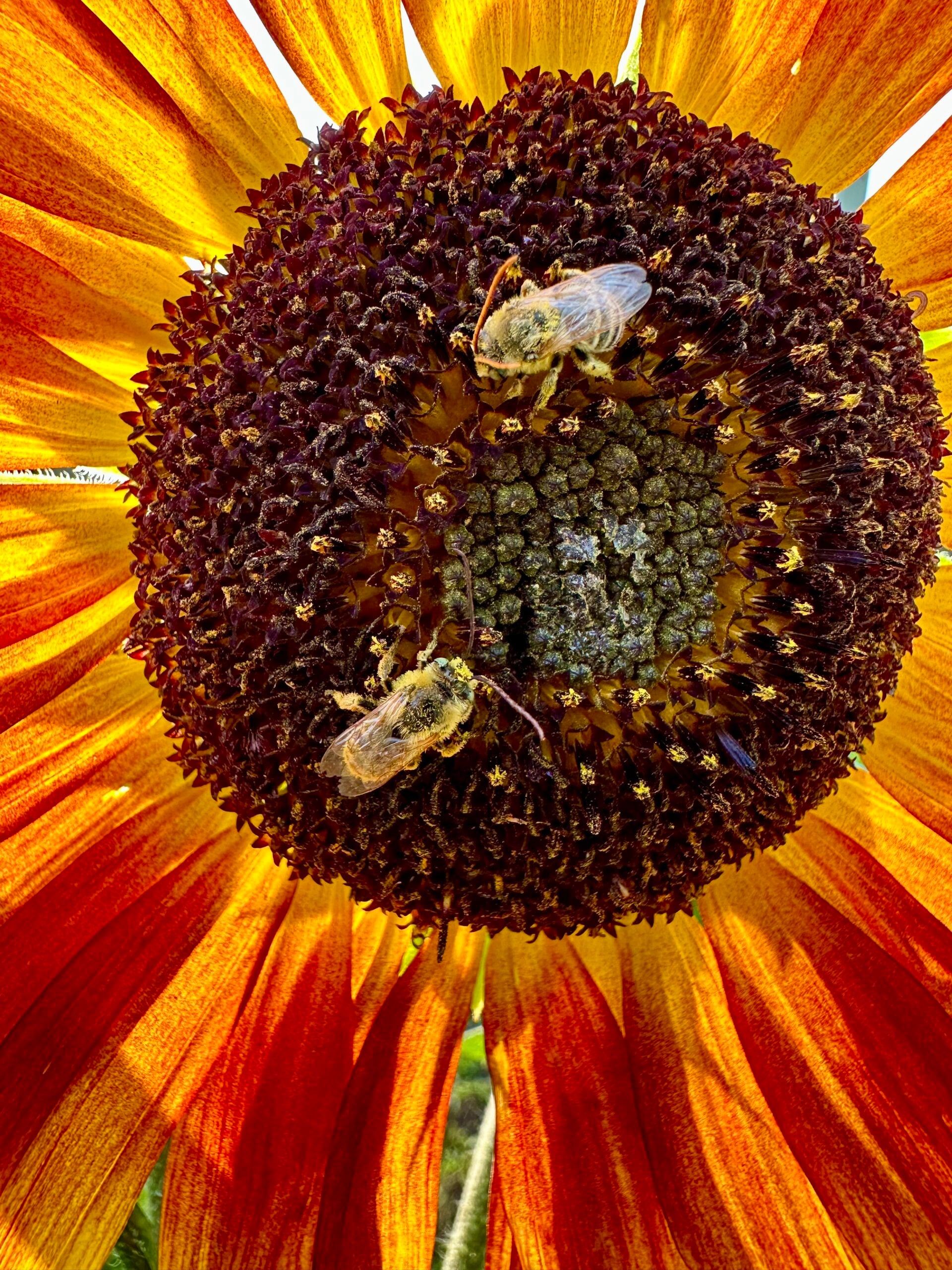 Sunflower head with bees pollinating it