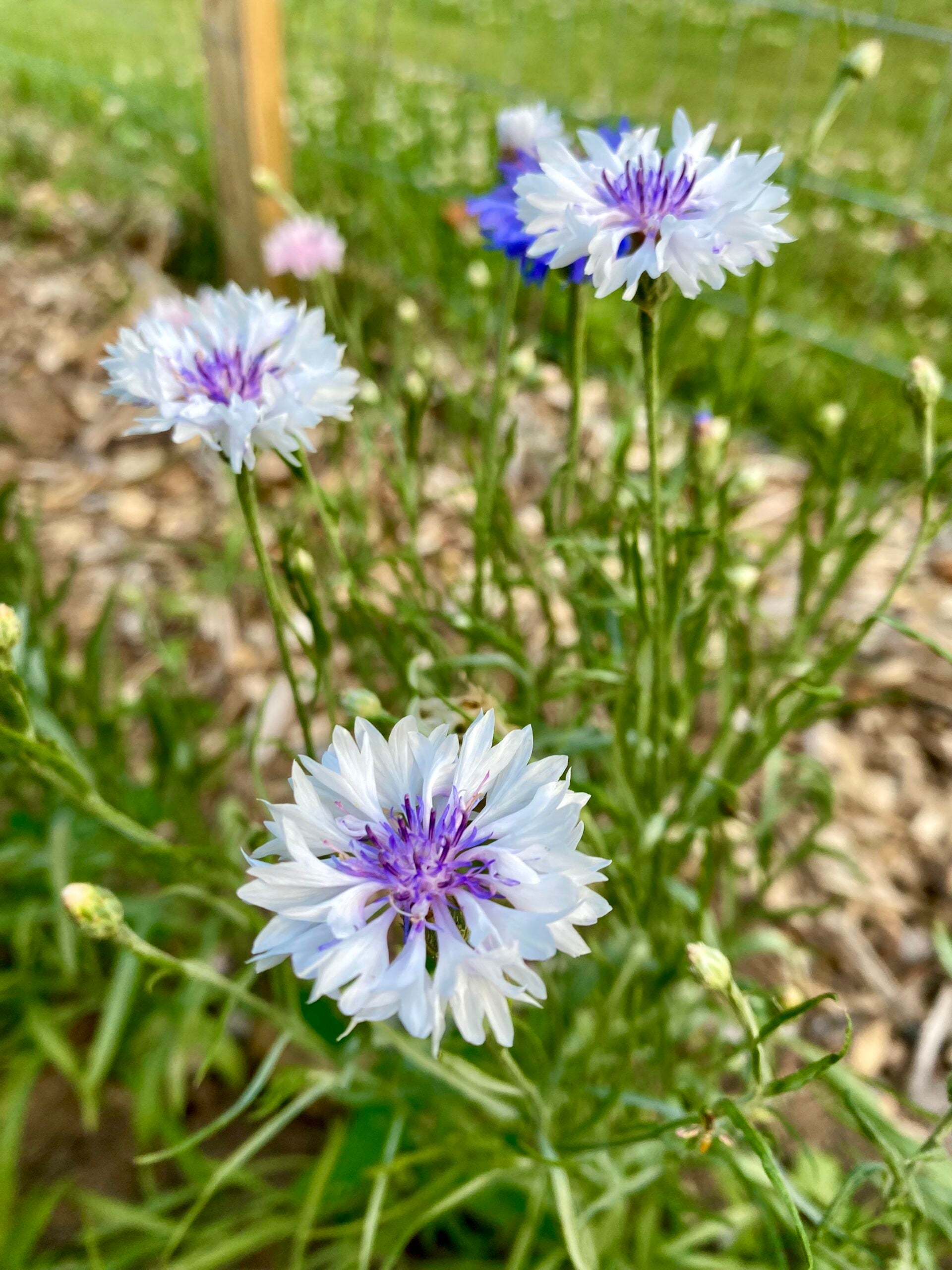 White and purple bachelor button