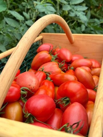 How to grow heirloom tomatoes from seeds