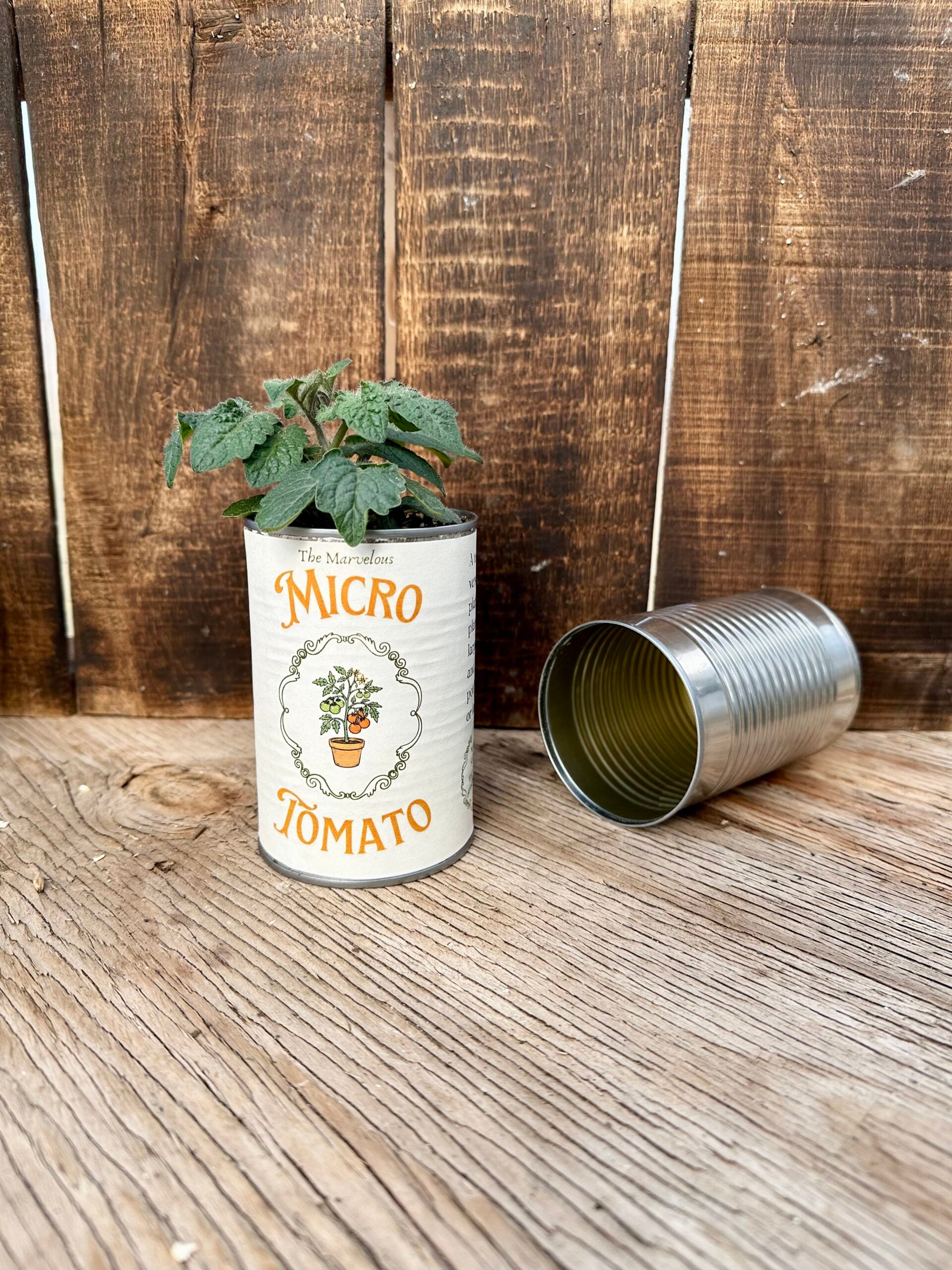 Micro tomato in a tin can