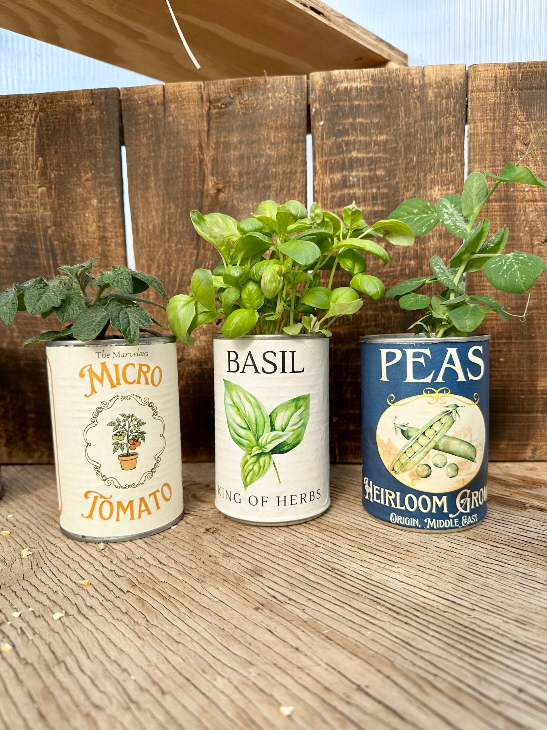Tin can planters with plants in them.