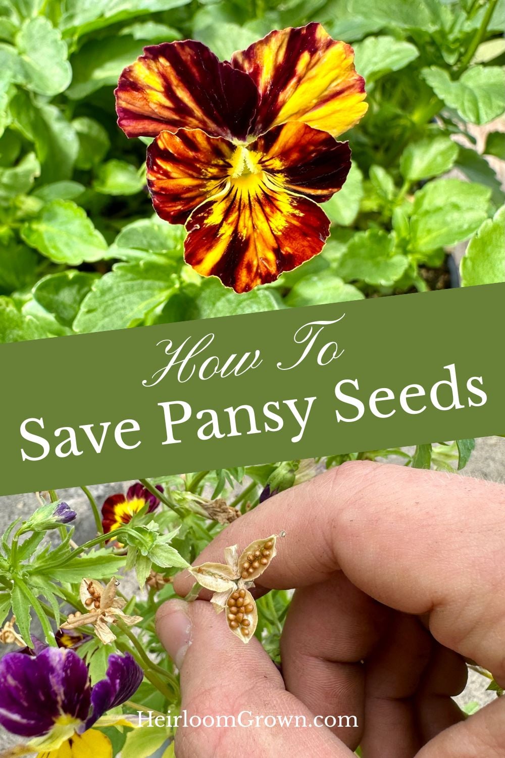 How to save pansy seeds pinterest