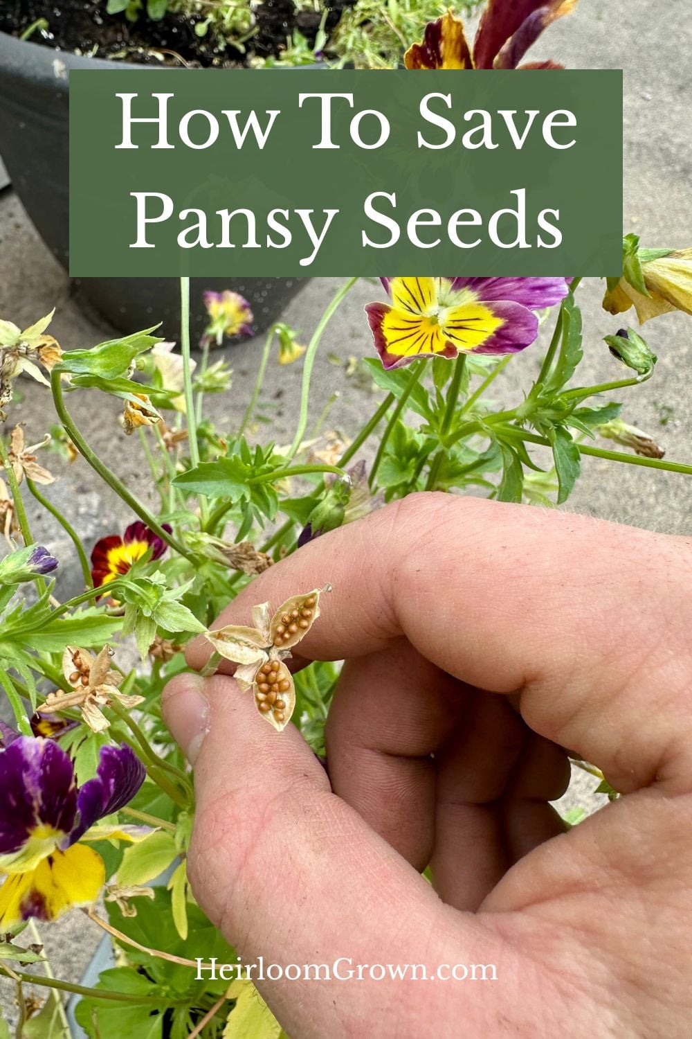 How to save pansy seeds pin.