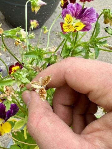 How To Save Pansy Seeds