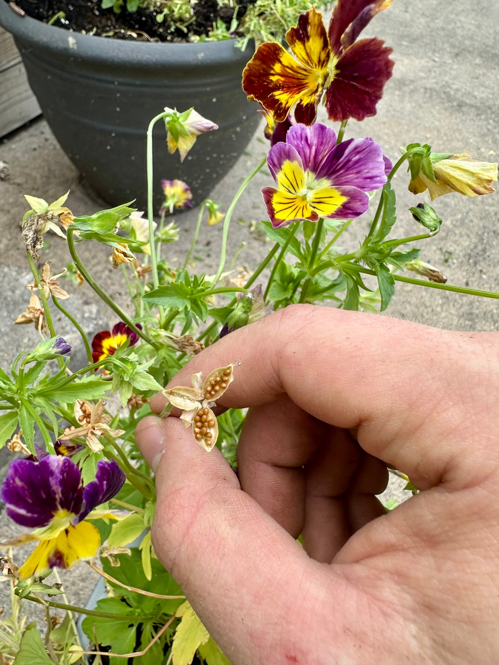 Mature pansy seed head