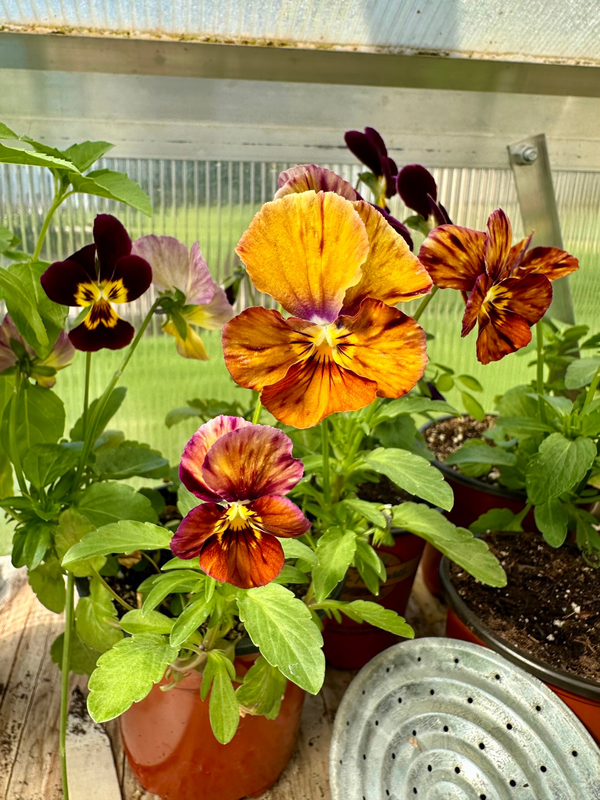 Orange pansy flower in a greenhouse