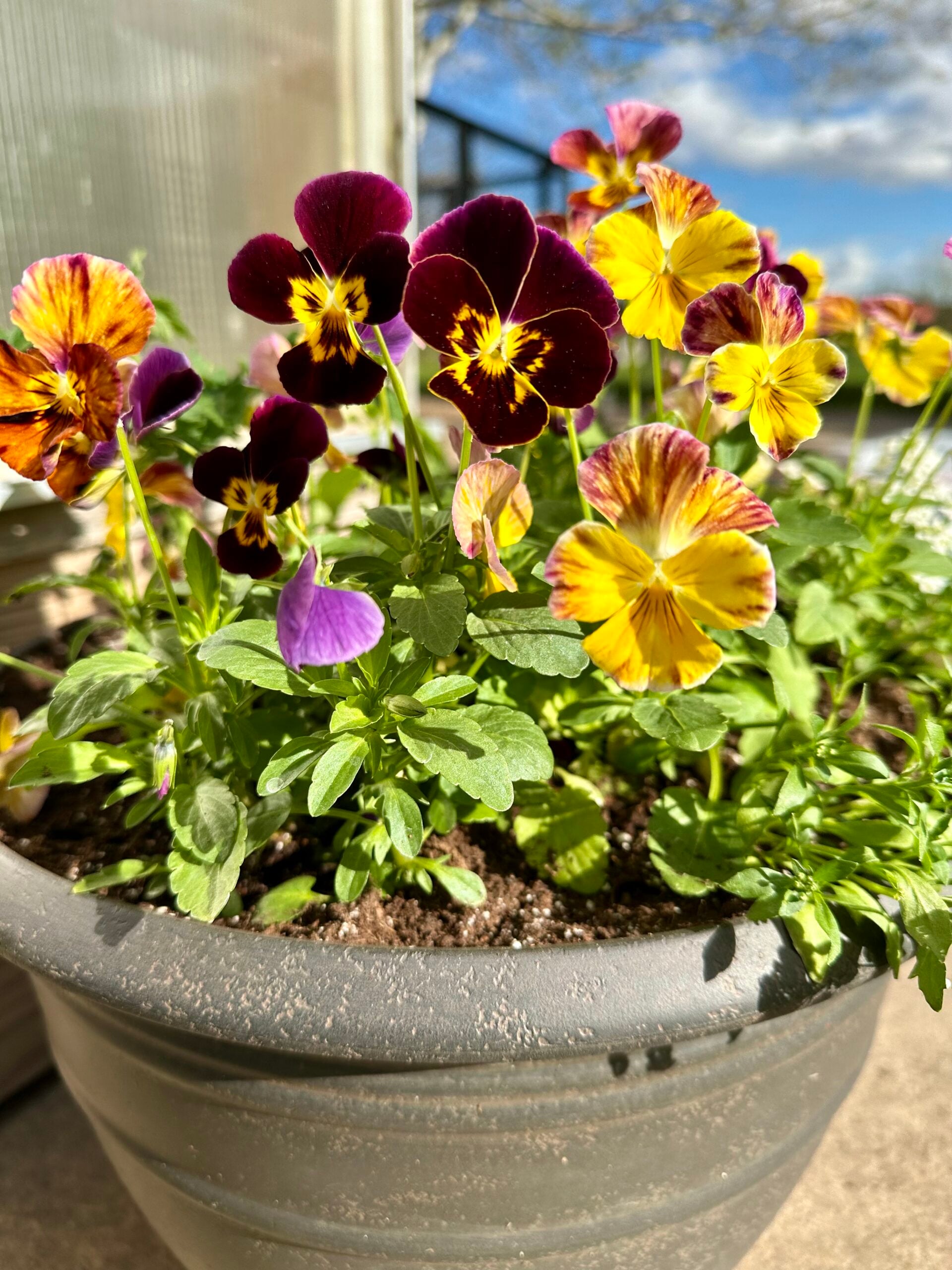 Pansy flowers in a pot with the sun shining on them