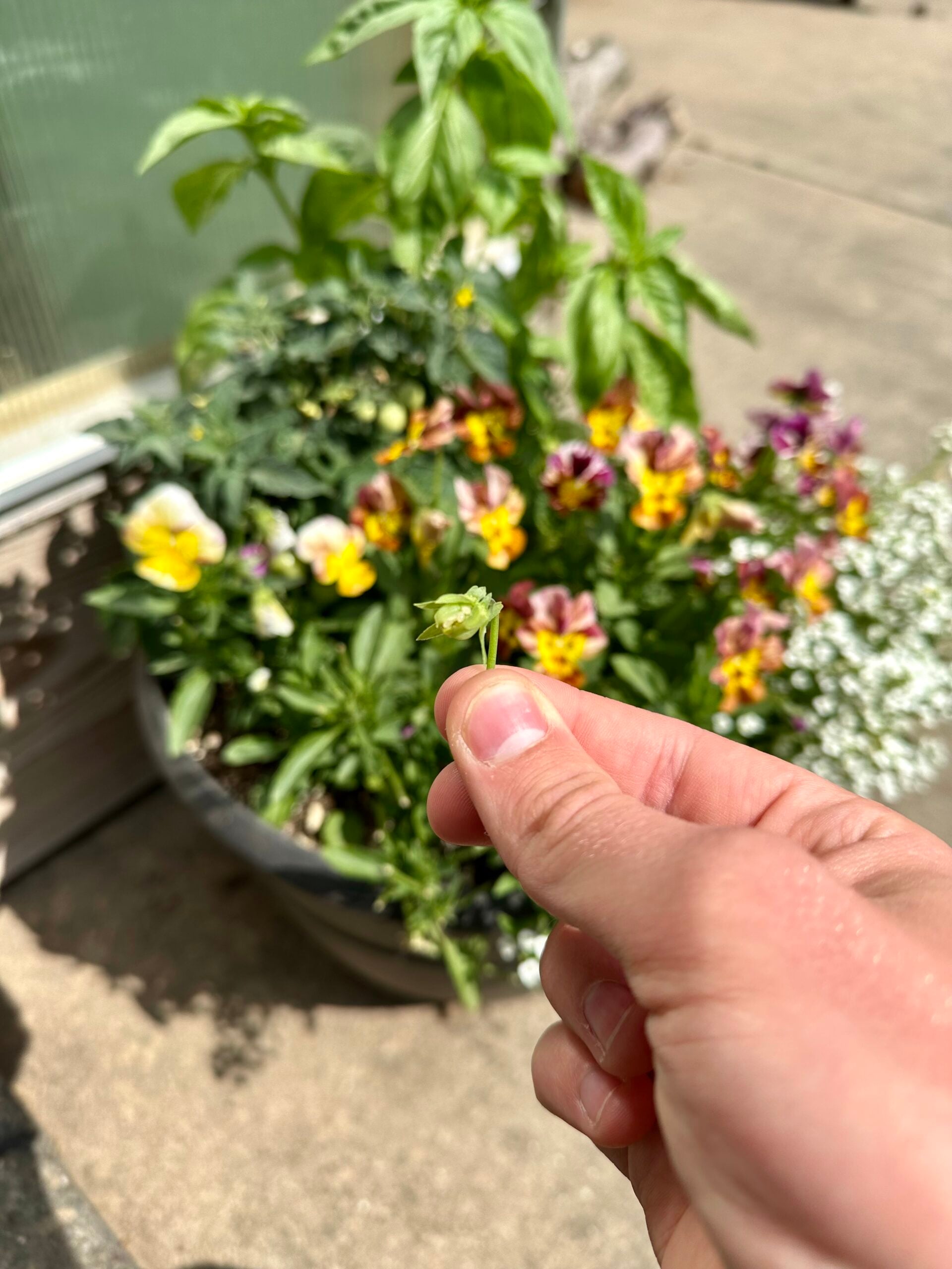 Green pansy seed head
