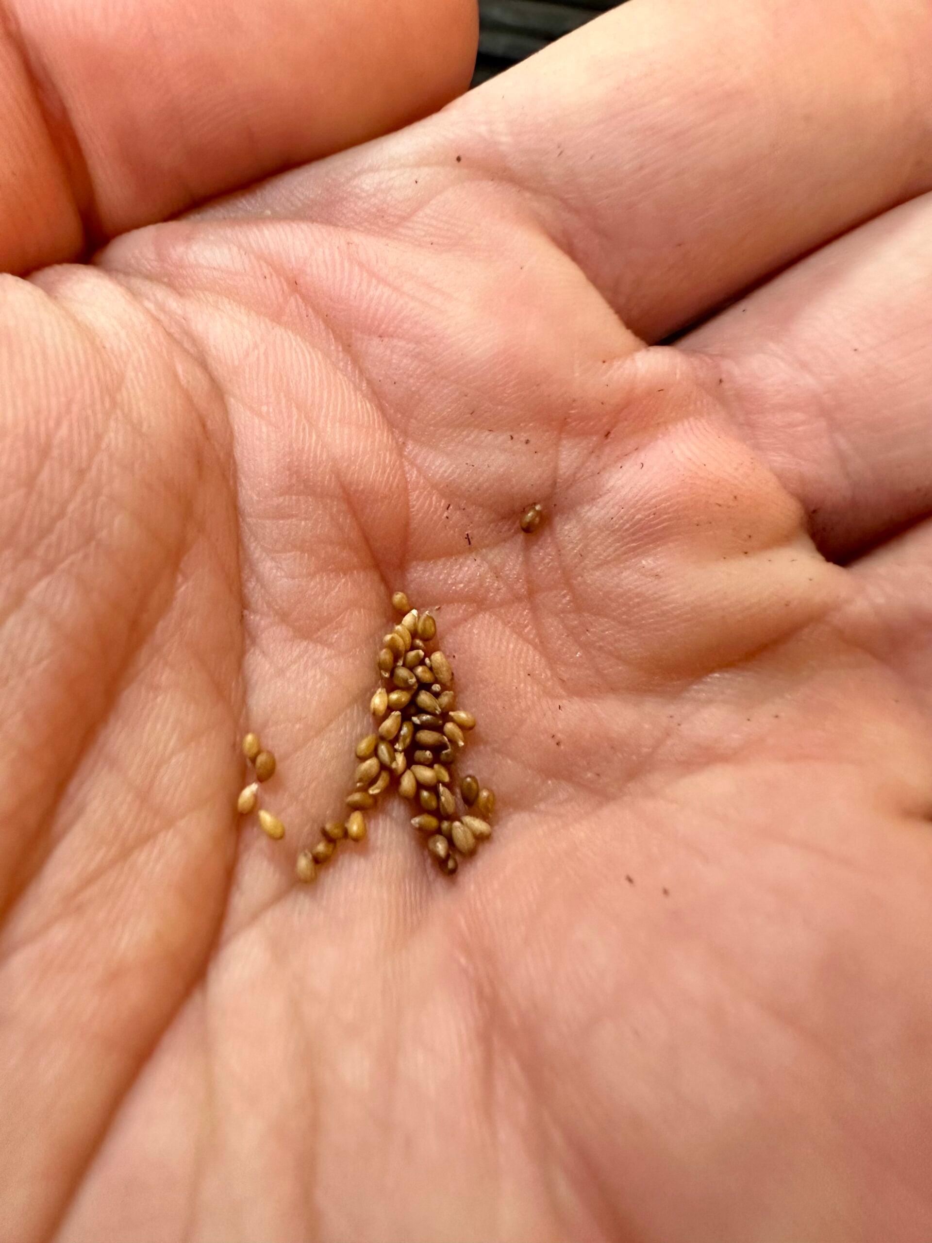 Pansy seeds in my hand