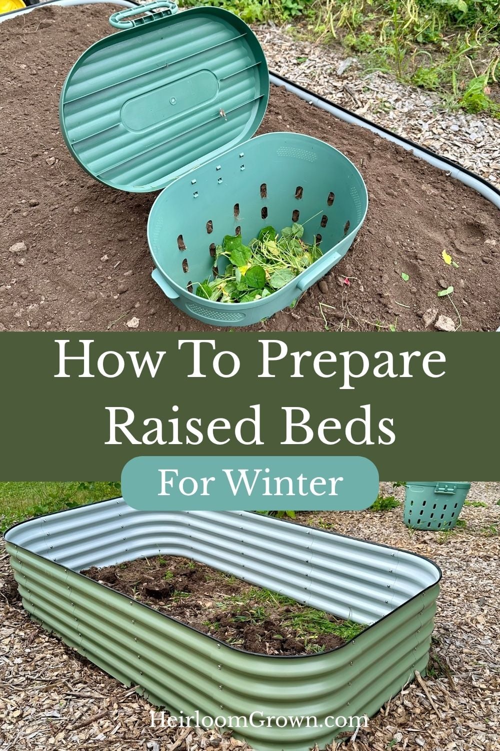 preparing raised beds for winter pin.